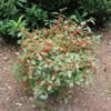 Red Sprite Winterberry Holly